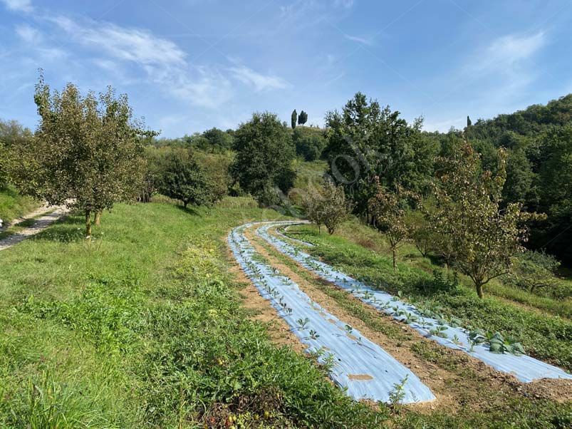 Strutture funzionali per azienda agricola, ristorante, appartamento e terreni agricoli in La Valletta Brianza