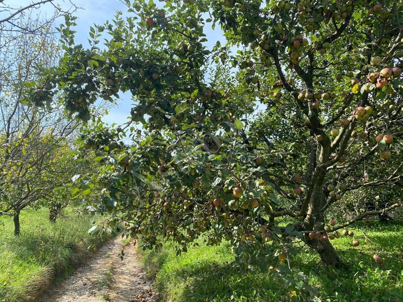 Strutture funzionali per azienda agricola, ristorante, appartamento e terreni agricoli in La Valletta Brianza